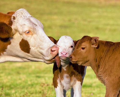 succession planning for farmers picture of cows