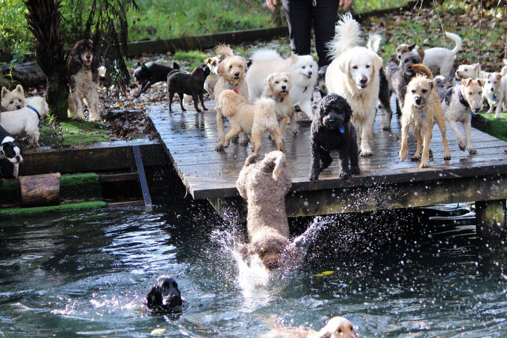 Bethells Farmstay For Dogs waterhole with dogs jumping in
