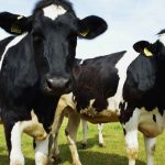 Farm Accounting, black and white cows in paddock