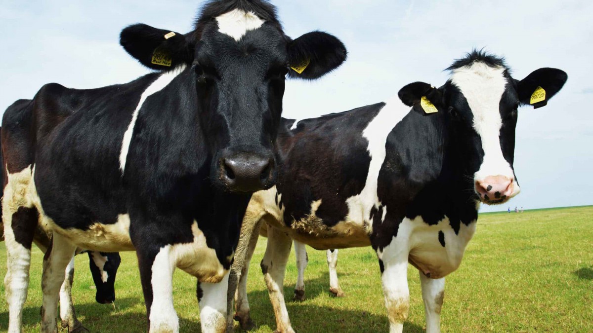 Farm Accounting, black and white cows in paddock